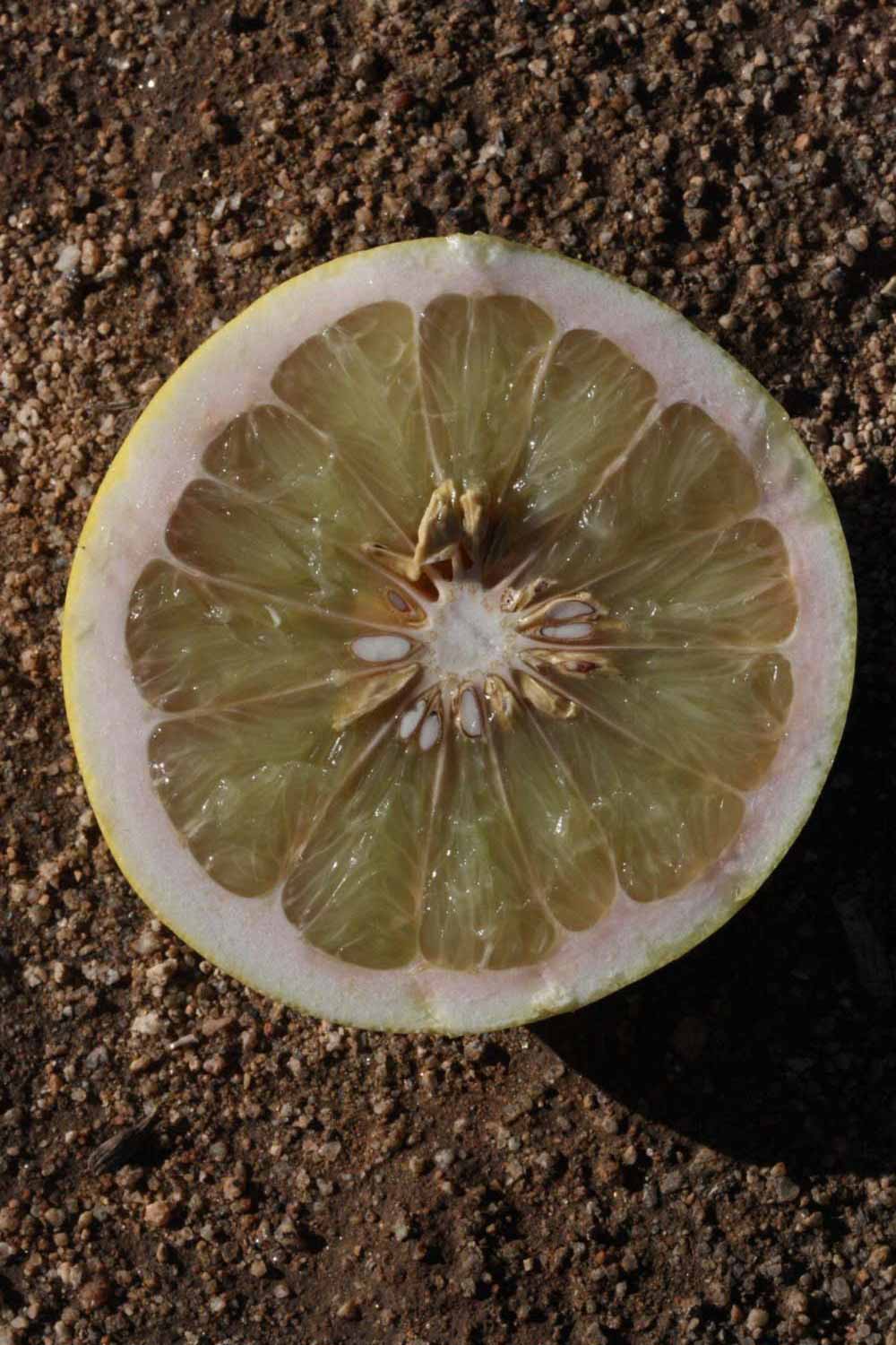            Fruit cross-section (Riverside, CA)   